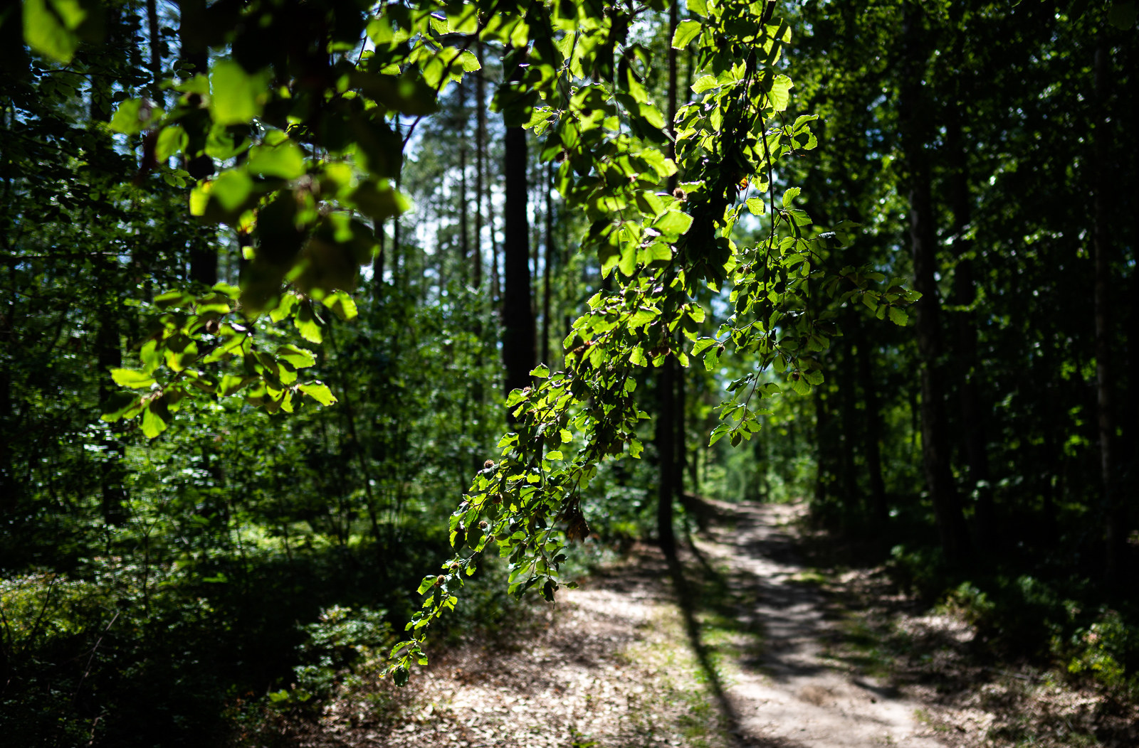 Waren, die Müritz und Umgebung