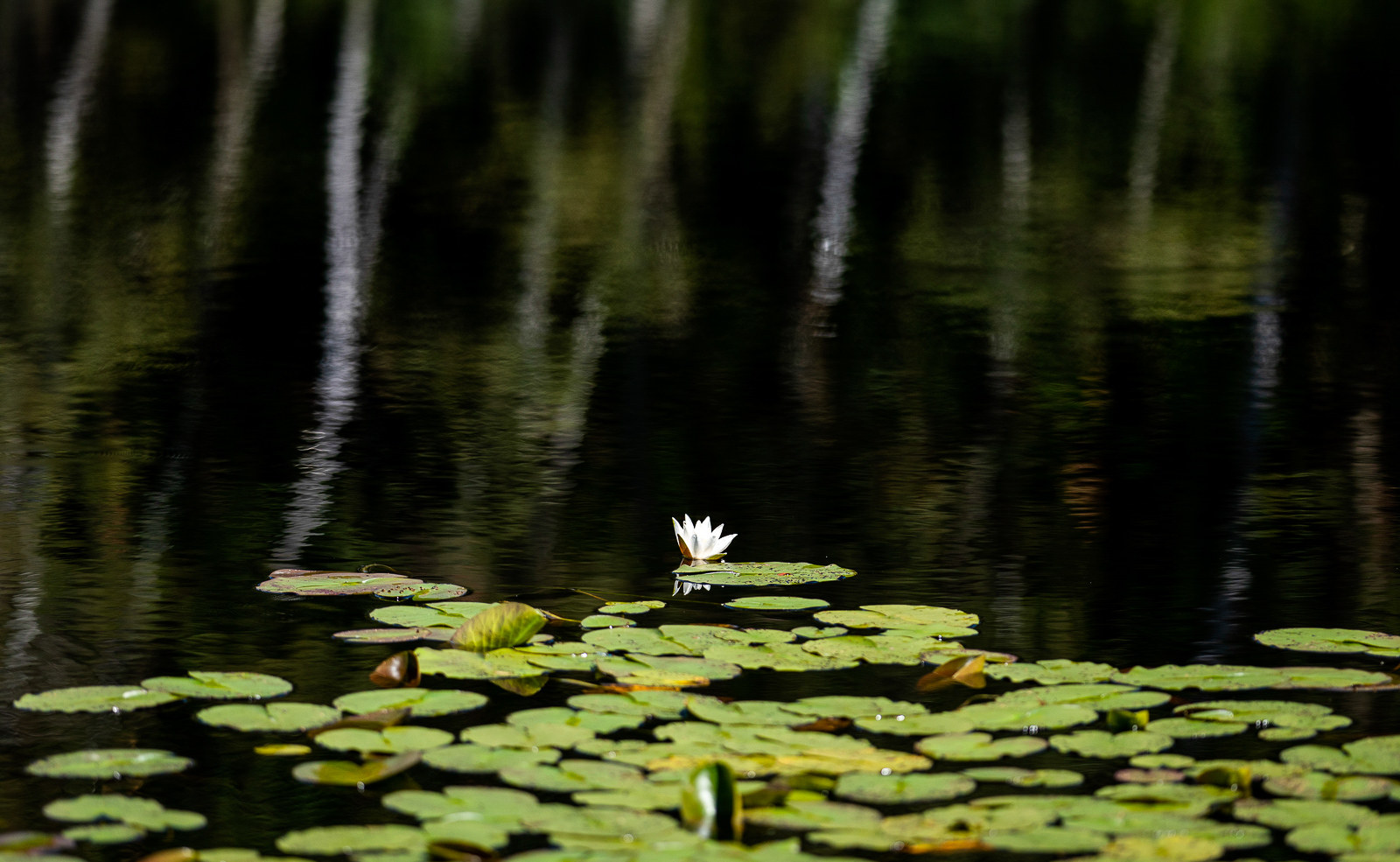 Waren, die Müritz und Umgebung