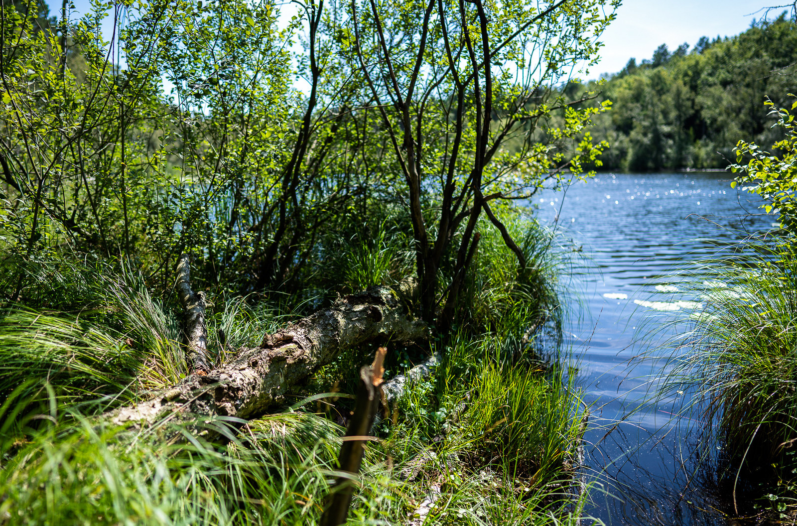 Reisetipps, Urlaub in Waren - Der Müritzsee - Die Müritz