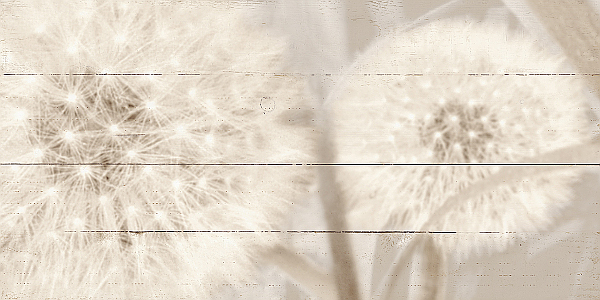 Wandbild Pusteblume
