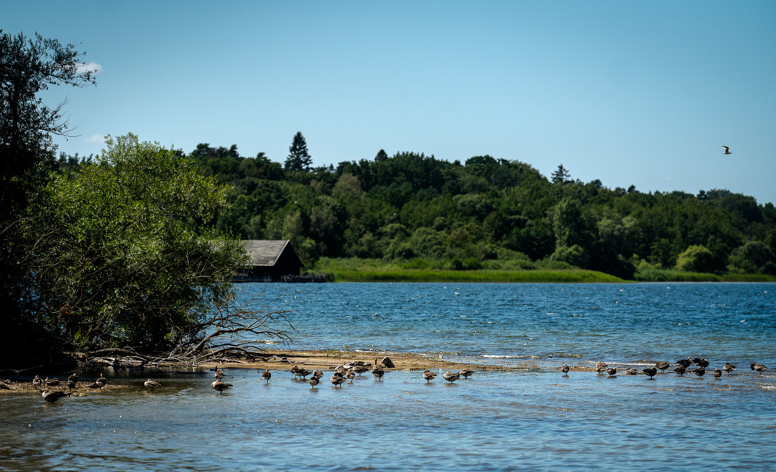 Reisetipps, Urlaub in Waren - Der Müritzsee - Die Müritz