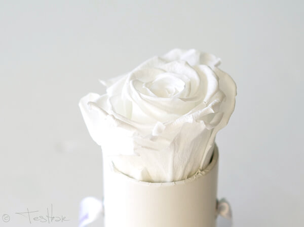  Fleurs de Paris - Infinity Collection Pure White Mini weiss
